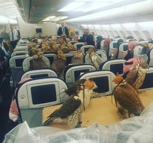 Los 80 halcones del príncipe saudí durante el vuelo Los 80 halcones del príncipe saudí durante el vuelo