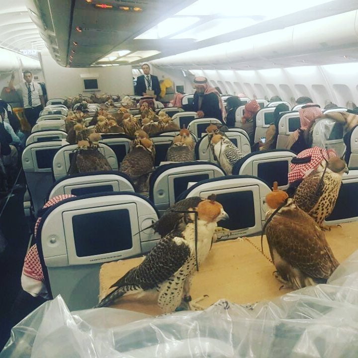 80 halcones de un príncipe saudí completan el pasaje de un avión 80 halcones de un príncipe saudí completan el pasaje de un avión