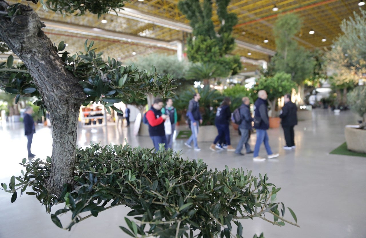 IFA muestra las tendencias del sector de la planta ornamental con Viveralia IFA muestra las tendencias del sector de la planta ornamental con Viveralia