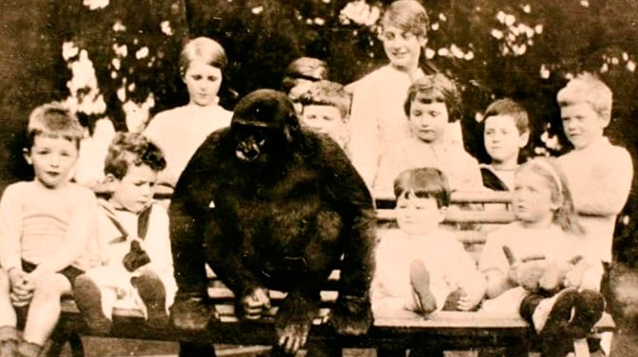 John Daniel, el gorila que creció en un pueblo de Inglaterra como si fuera un niño John Daniel, el gorila que creció en un pueblo de Inglaterra como si fuera un niño