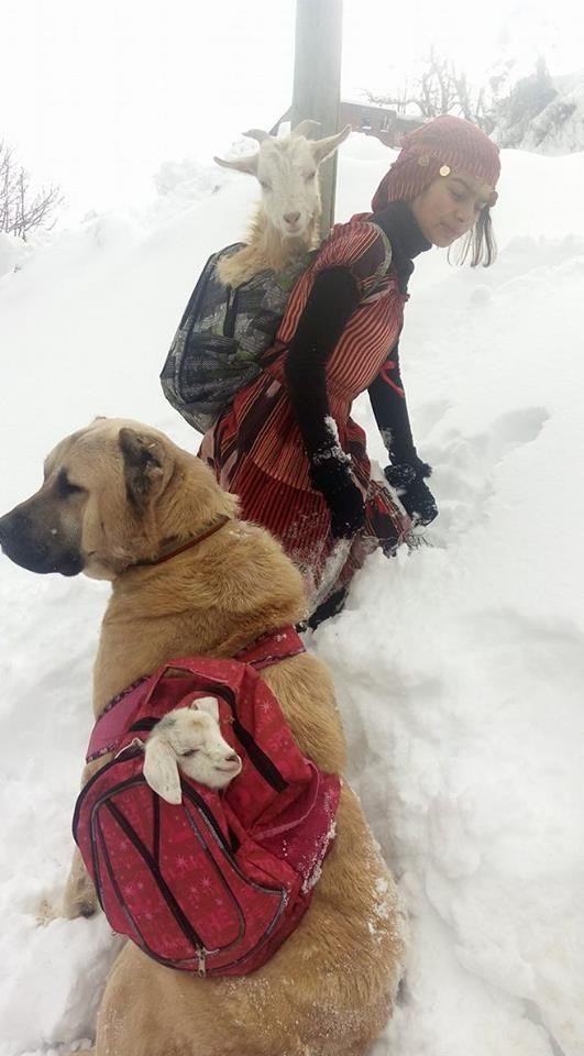 Una niña de 11 años y su perro salvan a una cabra en Turquía Una niña de 11 años y su perro salvan a una cabra en Turquía