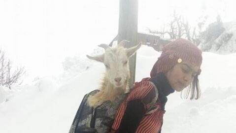 La joven y su perro con las cabras en las mochilsa