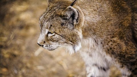 Un lince ib&eacute;rico en una imagen de archivo
