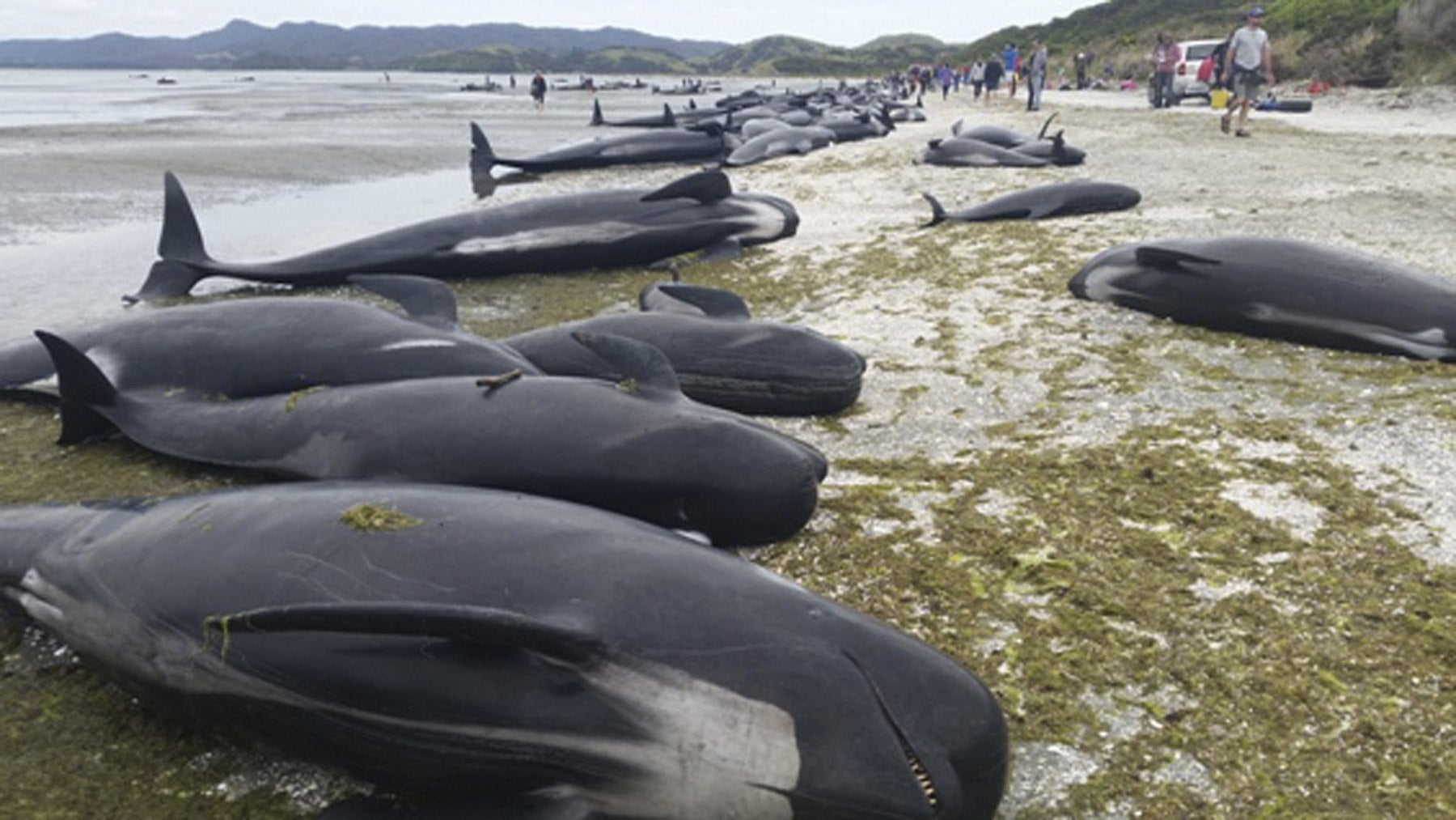 300 ballenas varadas en una playa de Nueva Zelanda 300 ballenas varadas en una playa de Nueva Zelanda