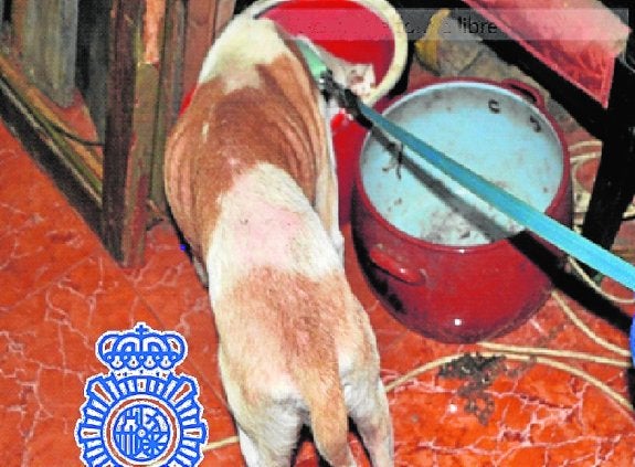 Dos hermanos de 20 y 24 años detenidos por maltrato a su perro Dos hermanos de 20 y 24 años detenidos por maltrato a su perro
