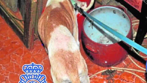 Perro rescatado por la polic&iacute;a en Torre del Mar