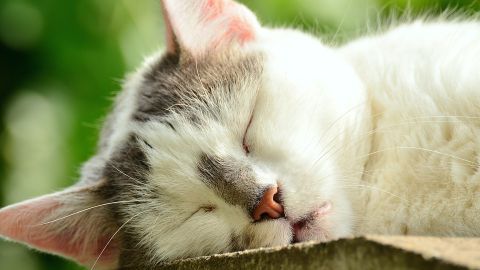 Gato dormido