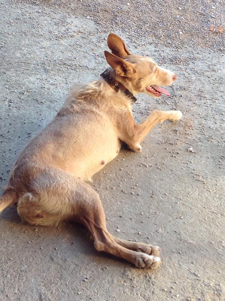 Recogen firmas para investigar el asesinato de un perro que apareció calcinado en Toledo Recogen firmas para investigar el asesinato de un perro que apareció calcinado en Toledo