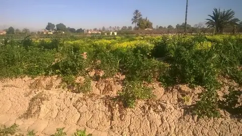 Plantación de patatas en el Camp d'Elx Agricultura