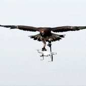 Frame 15.987555 de: Francia entrena a las águilas para capturar drones en pleno vuelo