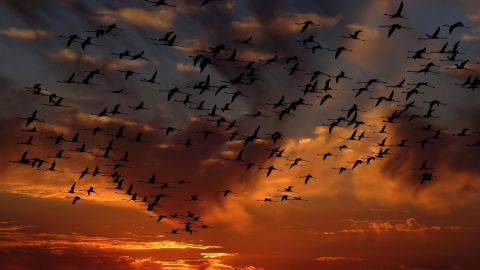 El cambio clim&aacute;tico afecta a las poblaciones de las distintas especies