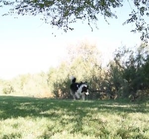 Albatros, el perro que busca veneno en lugares públicos Albatros, el perro que busca veneno en lugares públicos