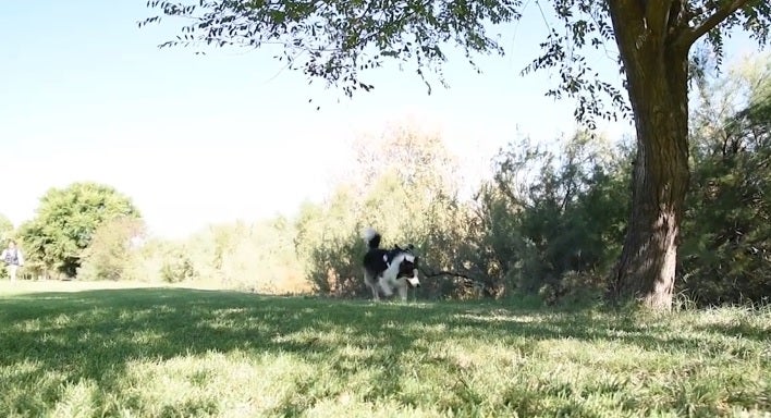 Un perro detecta veneno en parques para salvar a otros perros Un perro detecta veneno en parques para salvar a otros perros