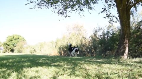 Albatros, el perro que busca veneno en lugares p&uacute;blicos