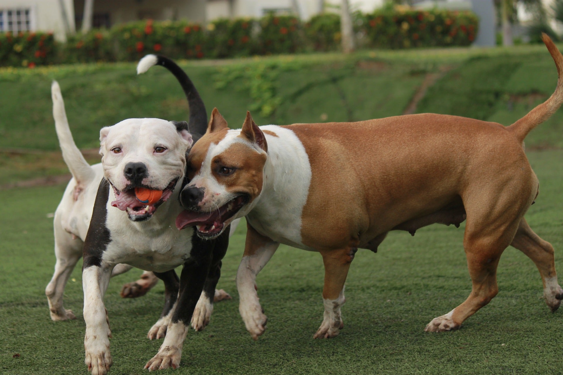Dos perros de raza peligrosa atacan y hieren a una octogenaria en A Coruña Dos perros de raza peligrosa atacan y hieren a una octogenaria en A Coruña