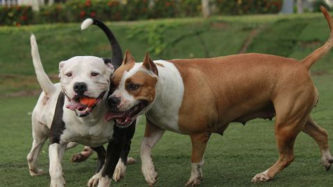Perros potencialmente peligrosos