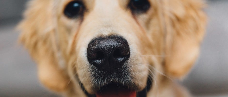 Un estudio demuestra que los perros nos manipulan para conseguir lo que quieren Un estudio demuestra que los perros nos manipulan para conseguir lo que quieren