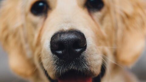 Perro