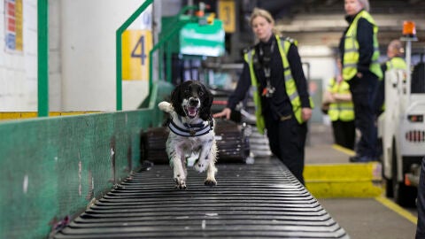 Un perro corre por una cinta transportadora en un aeropuerto
