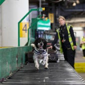 Un perro corre por una cinta transportadora en un aeropuerto