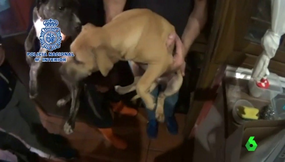 Frame 24.403148 de: La Policía evita la muerte de 230 perros peligrosos utilizados para peleas y dopados con anabolizantes