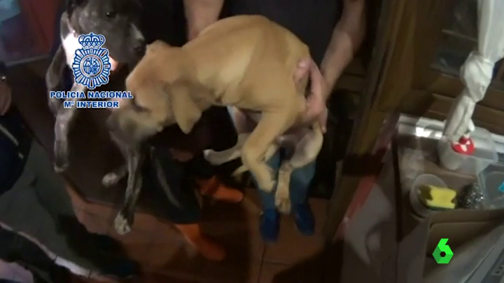 Rescatados 230 perros obligados a pelear por toda España Rescatados 230 perros obligados a pelear por toda España
