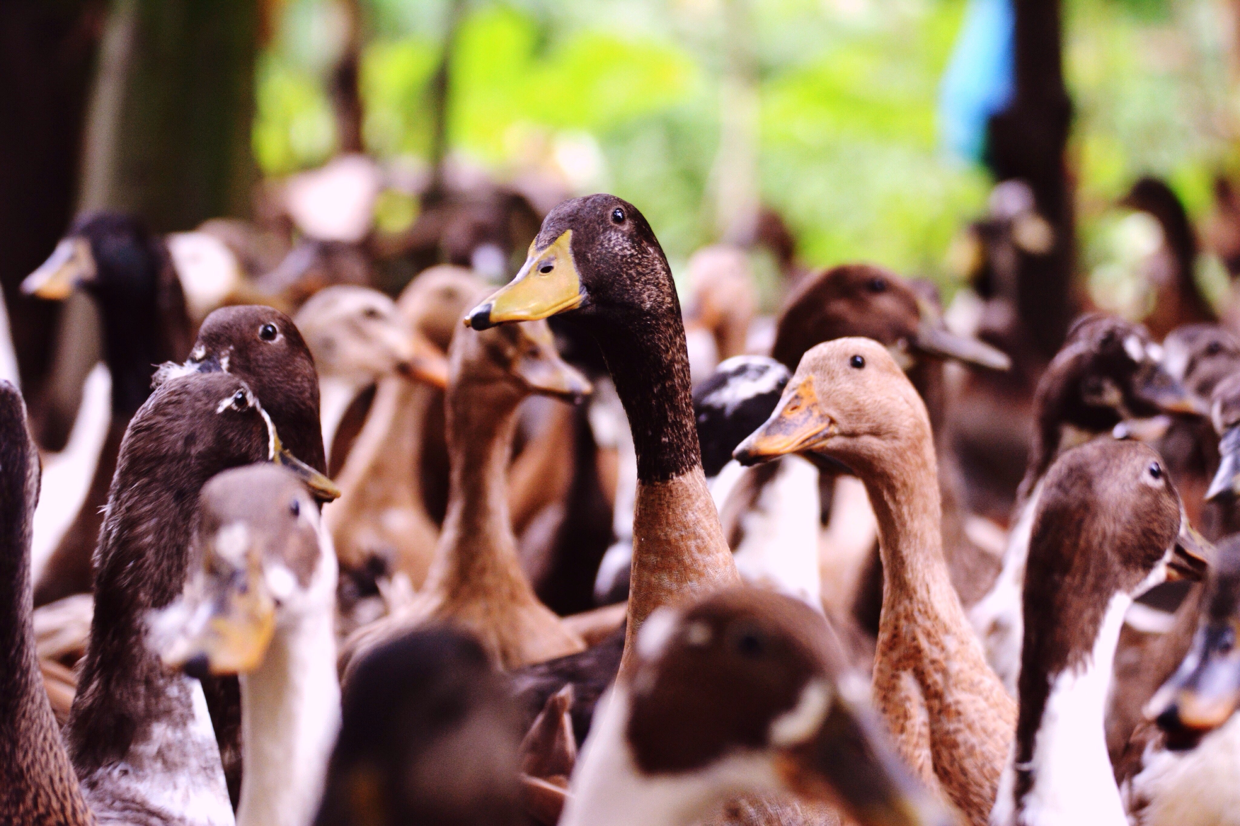 La Generalitat catalana ordena sacrificar 7.000 patos más por el brote de gripe aviar La Generalitat catalana ordena sacrificar 7.000 patos más por el brote de gripe aviar