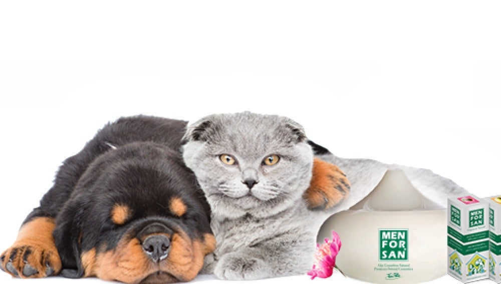Aromaterapia para mascotas
