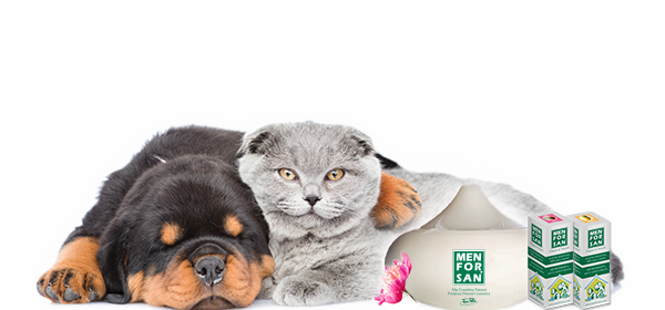 Los beneficios de la Aromaterapia para tus mascotas Los beneficios de la Aromaterapia para tus mascotas