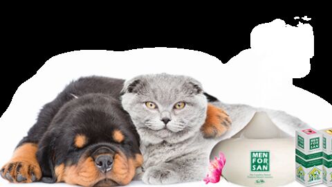 Aromaterapia para mascotas