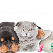 Aromaterapia para mascotas