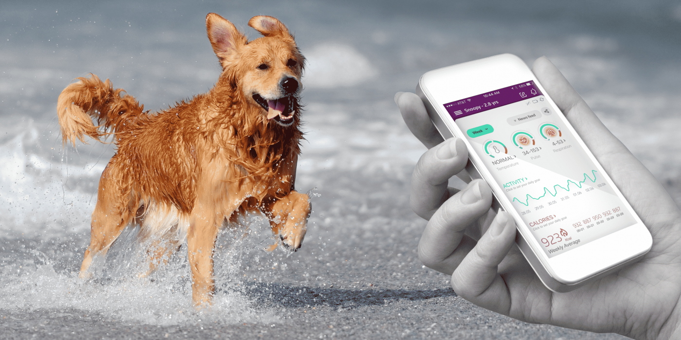 PetPace: más que un 'Fitbit' para mascotas PetPace: más que un 'Fitbit' para mascotas