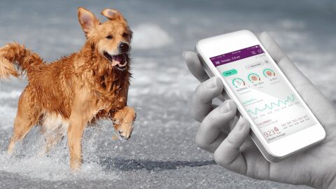 PetPace, el collar que monitoriza la salud de tu mascota