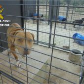 El SEPRONA ha encontrado en el criadero de Crevillent a 21 perros de razas peligrosas.