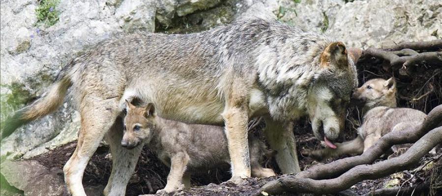 Un lobo con sus crías - Imagen de archivo Un lobo con sus crías - Imagen de archivo