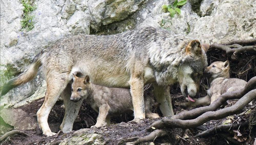 Un lobo con sus crías  - Imagen de archivo