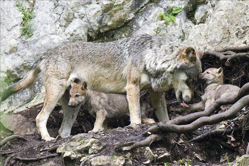 Encuentran un lobo colgado de una señal en Asturias Encuentran un lobo colgado de una señal en Asturias