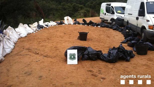 Encuentran 87 perros y gatos muertos en la finca de una veterinaria inhabilitada por mala praxis Encuentran 87 perros y gatos muertos en la finca de una veterinaria inhabilitada por mala praxis