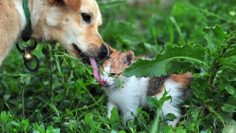 Un perro y un gato 