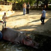 'Gustavito', el último hipopótamo del zoo de El Salvador