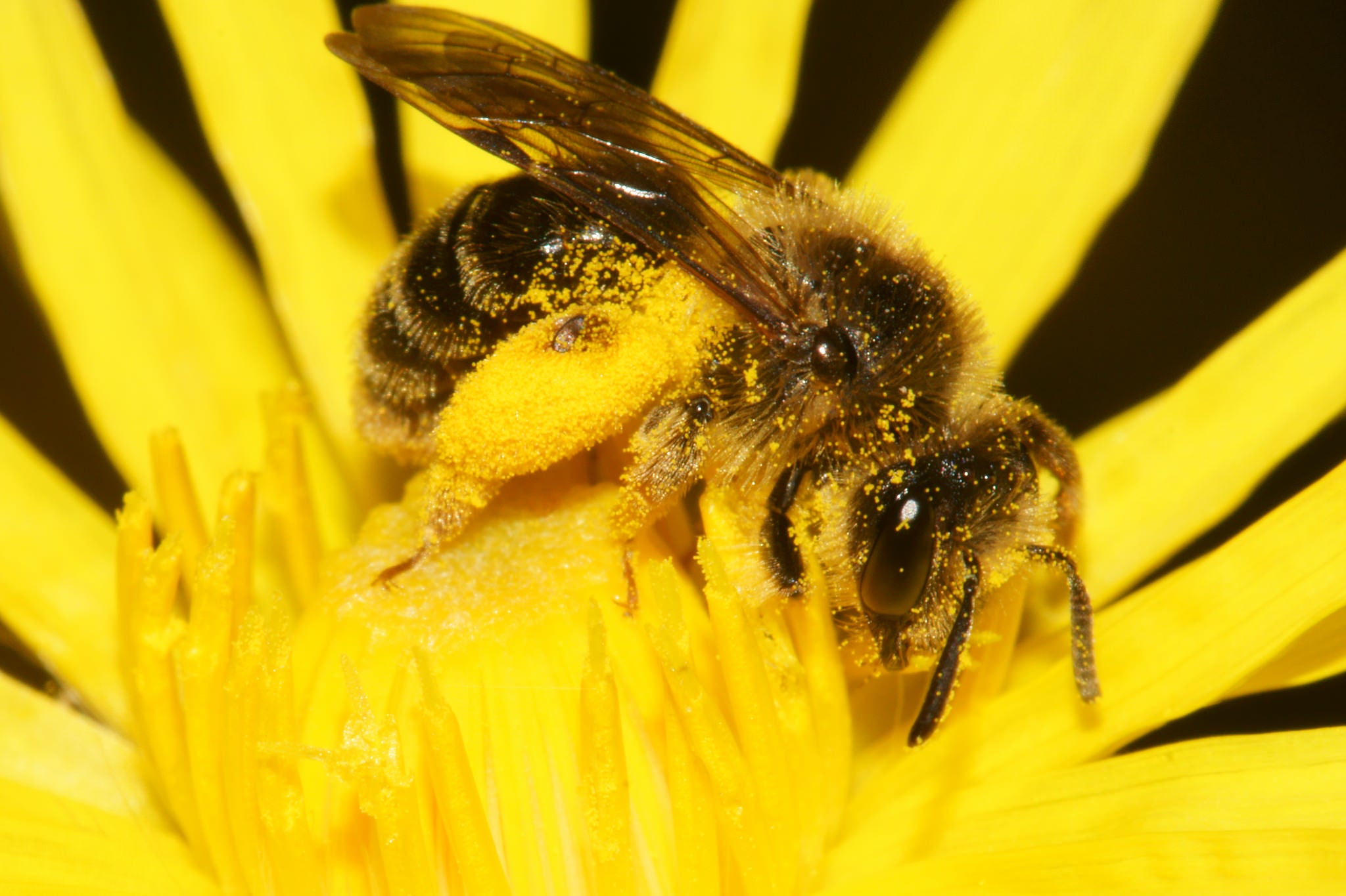 Señales del fin del mundo: La extinción de las abejas Señales del fin del mundo: La extinción de las abejas