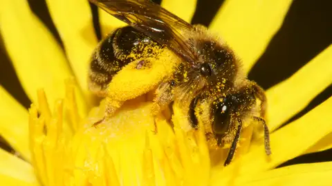 Una abeja Una abeja