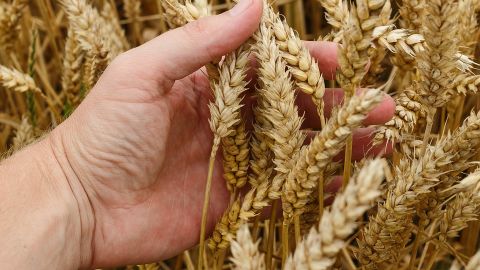 Grano de trigo