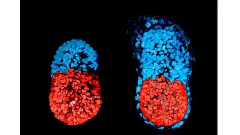Científicos crean el primer embrión artificial de ratón con células madre Científicos crean el primer embrión artificial de ratón con células madre