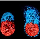 Científicos crean el primer embrión artificial de ratón con células madre