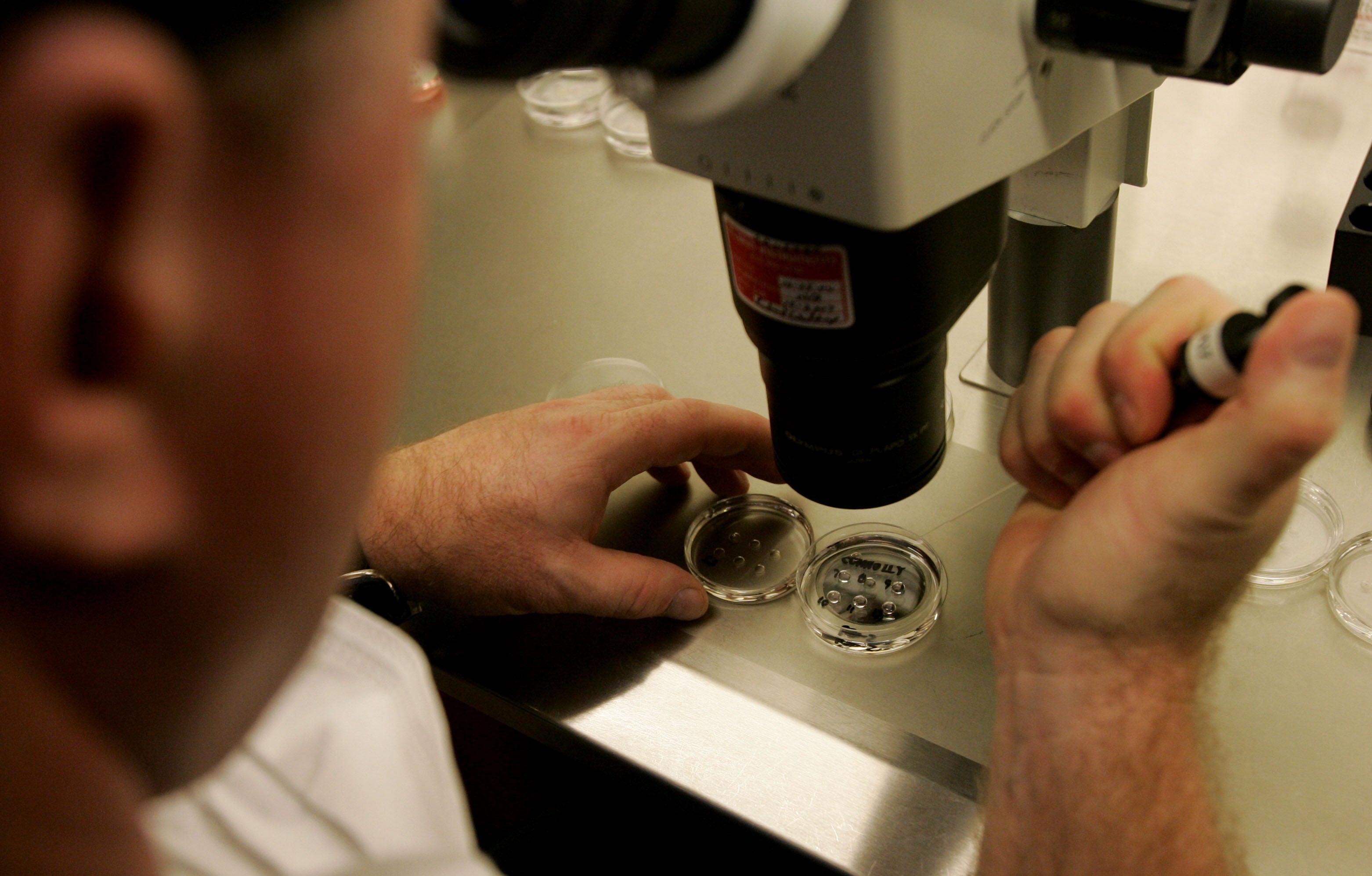 Expertos británicos desarrollan óvulos humanos hasta su madurez en un laboratorio Expertos británicos desarrollan óvulos humanos hasta su madurez en un laboratorio