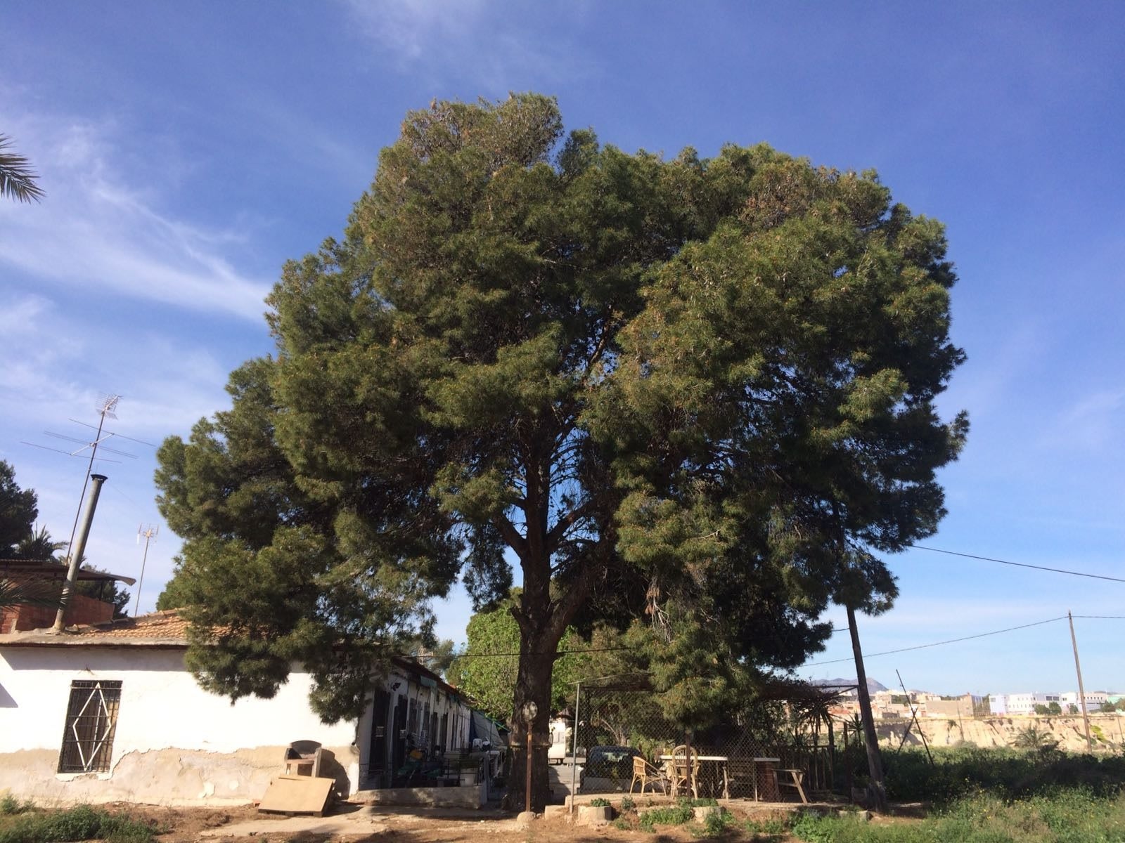 El Margalló pide en Elche crear un catálogo de árboles de interés local El Margalló pide en Elche crear un catálogo de árboles de interés local