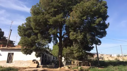 Alguno de los árboles que, según los vecinos, quieren talar. Árboles