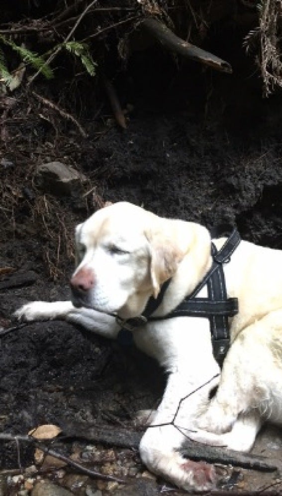 Así encontró al perro el bombero