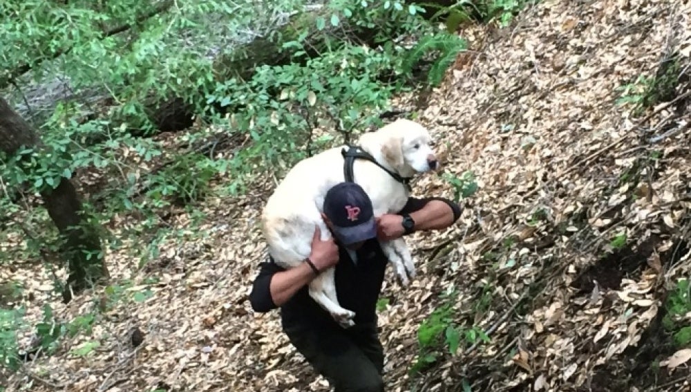 El bombero rescata al perro